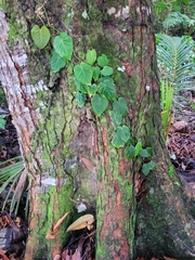 Philodendron hederaceum