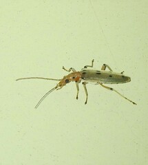 Parisopalpus nigronotatus