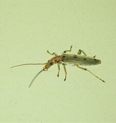 Parisopalpus nigronotatus