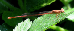 Ceriagrion rubiae