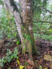 Brosimum alicastrum