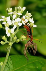 Priocnessus nuperus