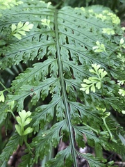 Asplenium bulbiferum