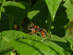 Priocnessus nuperus