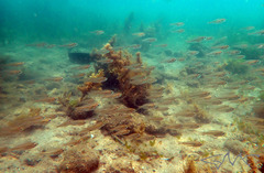 Ambassis jacksoniensis