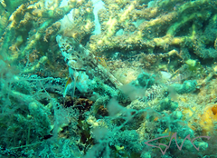 Eupetrichthys angustipes