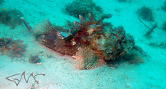 Scorpaena jacksoniensis