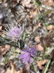 Cirsium wheeleri