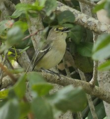 Vireo crassirostris
