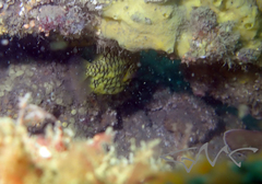 Cleidopus gloriamaris