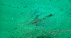 Trygonoptera testacea