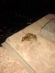 Leptodactylus luctator