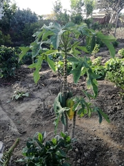 Vasconcellea × pentagona