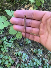 Calypso bulbosa occidentalis