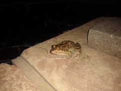 Leptodactylus luctator