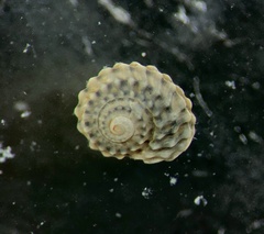 Pseudoliotia micans