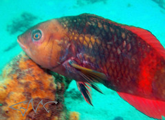 Notolabrus gymnogenis