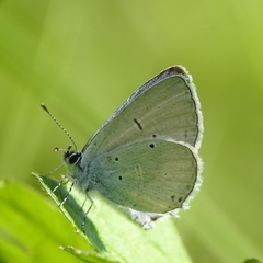 Cupido alcetas