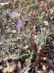 Cirsium wheeleri