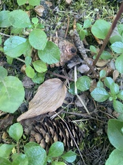 Calypso bulbosa occidentalis