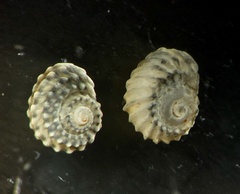 Pseudoliotia micans