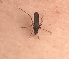 Aedes taeniorhynchus