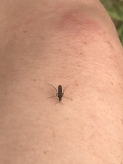 Aedes taeniorhynchus