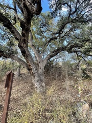 Quercus oblongifolia
