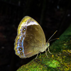 Mycalesis anaxioides
