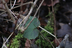 Ranunculus recurvatus