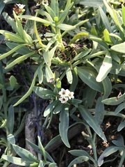 Heliotropium curassavicum