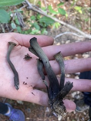 Craterellus calicornucopioides