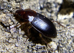 Calathus ruficollis