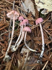 Entoloma subrubineum