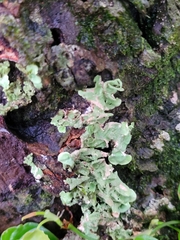 Cladonia digitata