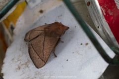Praesetora divergens