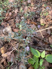 Symphyotrichum elliottii