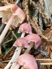 Entoloma subrubineum
