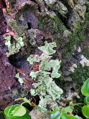 Cladonia digitata