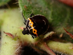 Cosmopepla conspicillaris