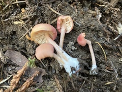 Entoloma subrubineum
