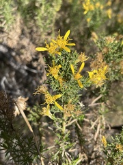Ericameria laricifolia