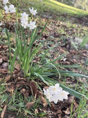 Zephyranthes drummondii
