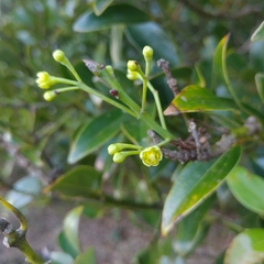 Cinnamomum yabunikkei