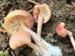 Entoloma subrubineum