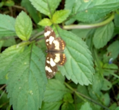 Nymphalidae