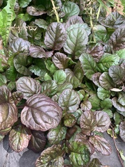 Ajuga