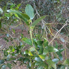 Cinnamomum yabunikkei