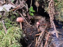Entoloma subrubineum