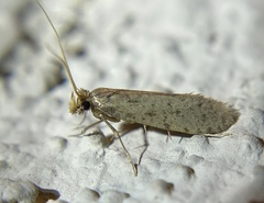 Amydria effrenatella